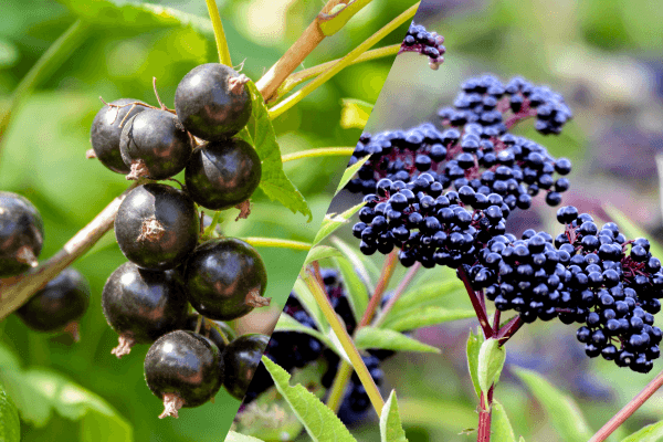Black Currant vs Elderberry: Which One Should You Add to Your Diet?