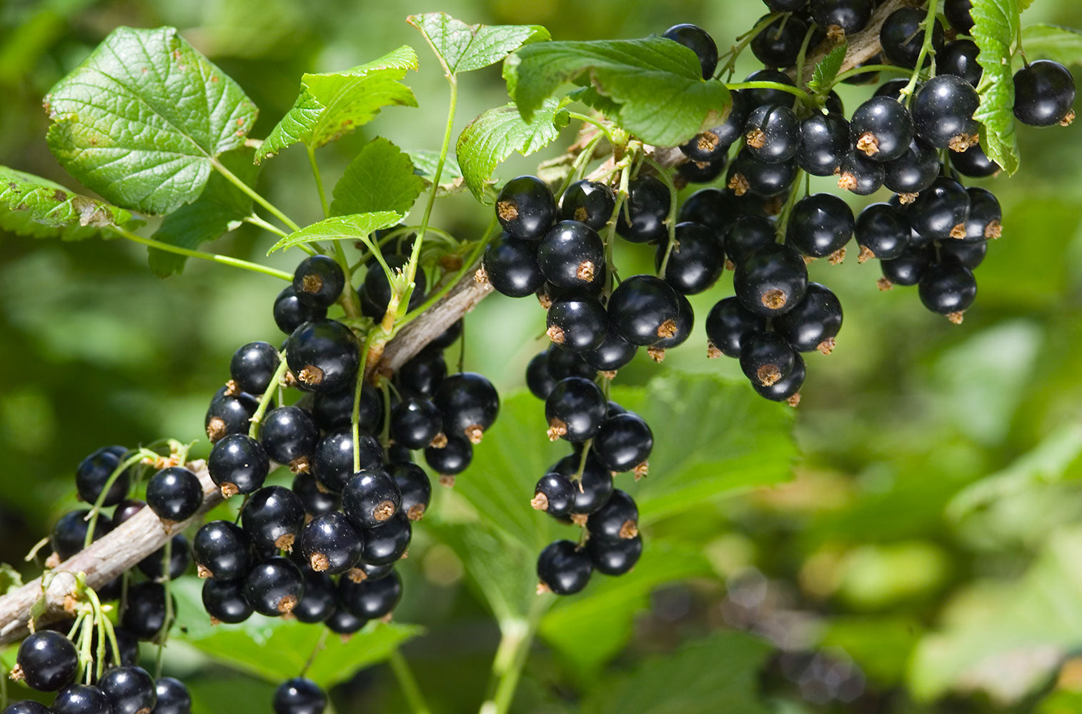 Fresh New Zealand blackcurrant berries