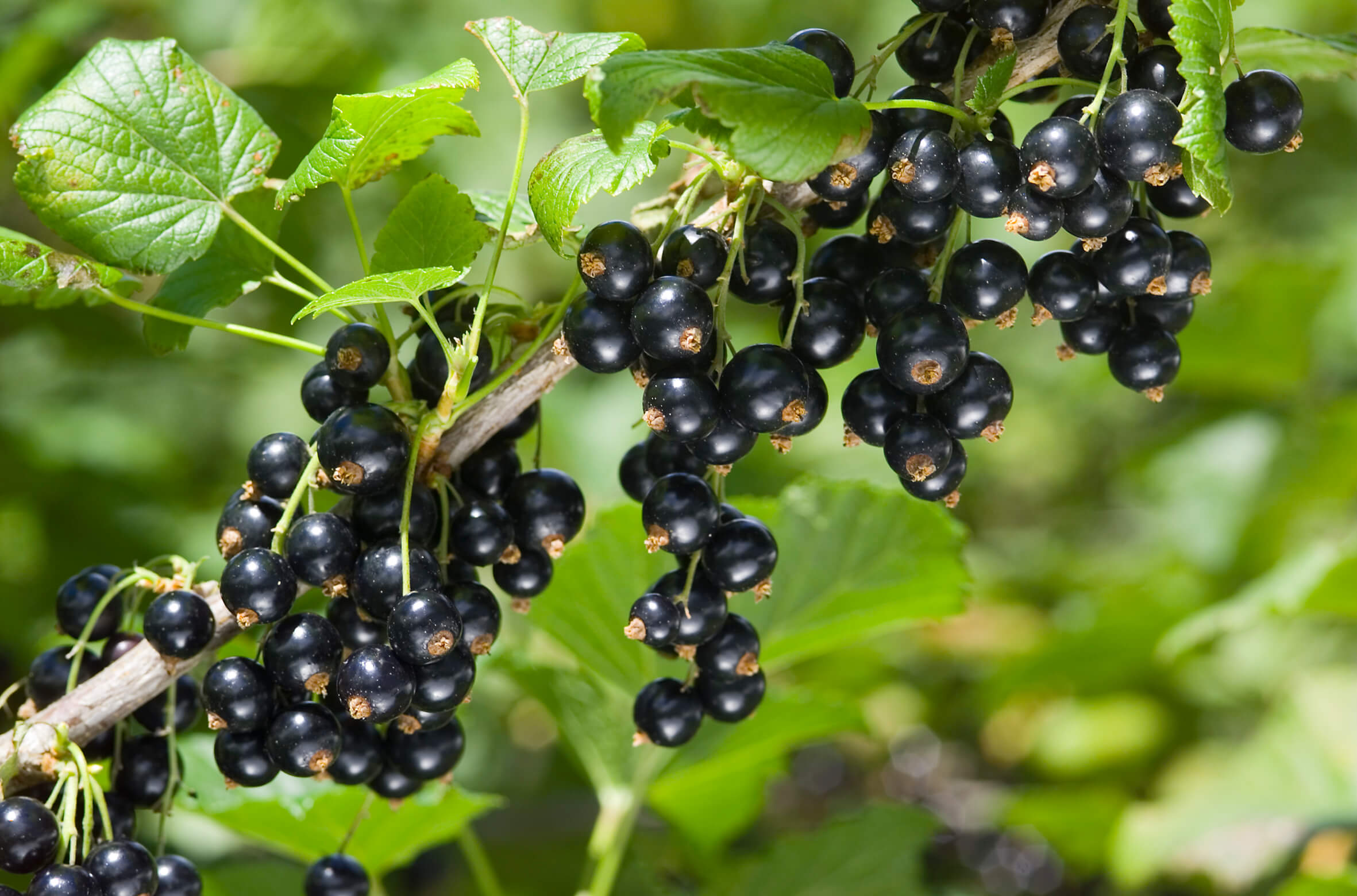 blackcurrant berries on a bush