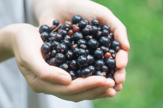 5 Blackcurrant Benefits That Support Everyday Wellness and Performance