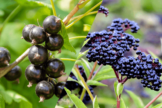 Black Currant vs Elderberry: Which One Should You Add to Your Diet?
