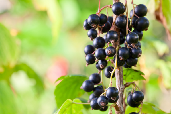 Blackcurrants - The immunity boosting berry to get your hands on