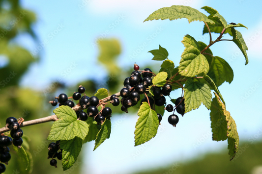 Why NZ Blackcurrants Stand Out: The 2before Process, Start to Finish