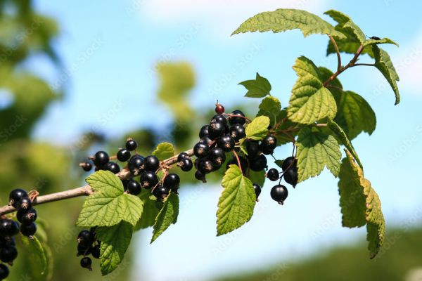 blackcurrant berries