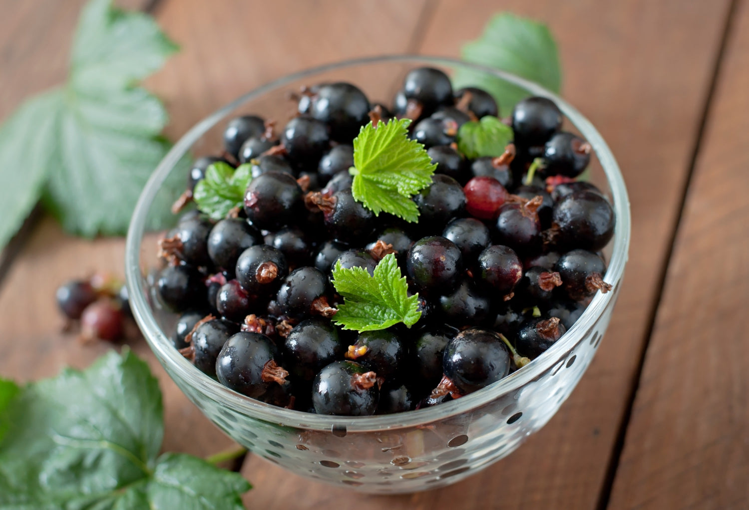 NZ blackcurrants are the ultimate natural supplement for performance and recovery