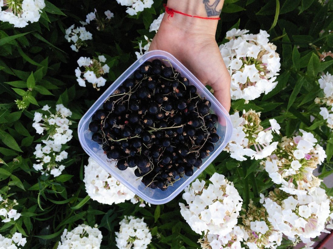 History and Origins of Blackcurrant in Health and Wellness